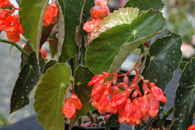 B. ‘Orange Sherbet’